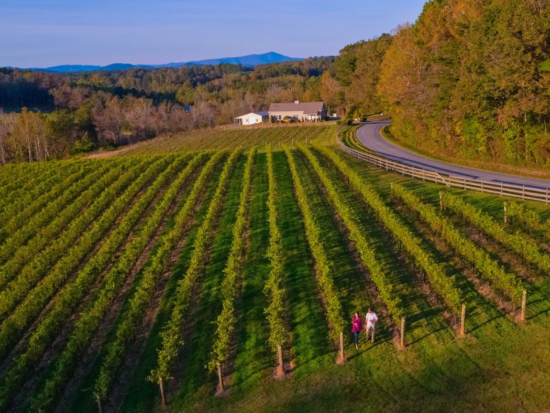 Golden Road Vineyards